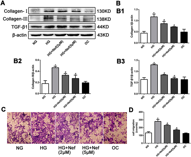 Neferine reduced the collagen deposition, down-regulated the protein expression of transforming growth factor &#x03B2;1 (TGF-&#x03B2;1), and inhibited the migration of CFs.