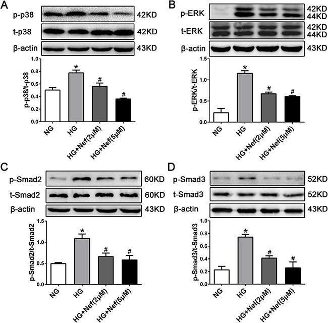 Neferine inhibited HG induced TGF-&#x03B2;1-Smads and the ERK and p38 MAPK signaling activation in CFs.