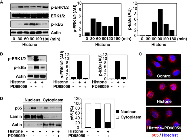 MAPK/ERK contributes to histone-induced NF-&#x03BA;B activation in HCC cells.