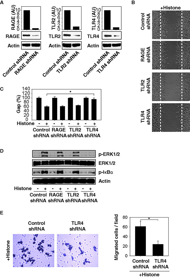 TLR4 is required for histone-induced NF-&#x03BA;B activation and HCC cell migration.