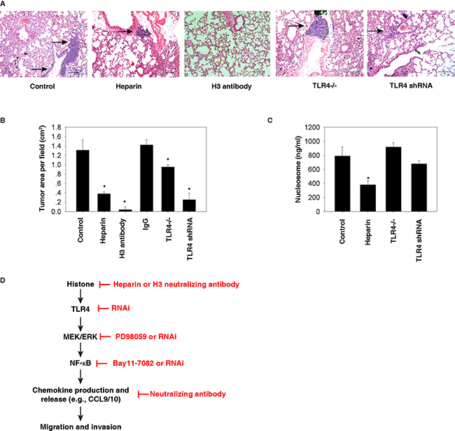 Histone-TLR4 pathway mediates lung metastasis of HCC cells in vivo.