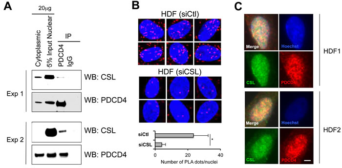 Endogenous PDCD4/CSL association and co-localization.