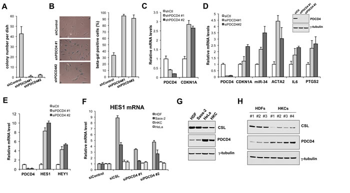 PDCD4 as negative regulator of dermal fibroblast senescence and CAF activation.