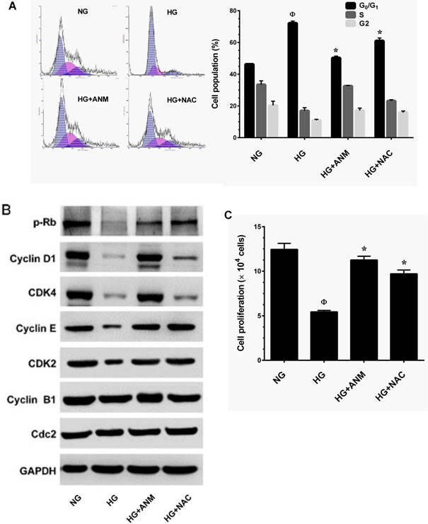 Antcin M blocked HG-induced growth arrest in HNDFs.