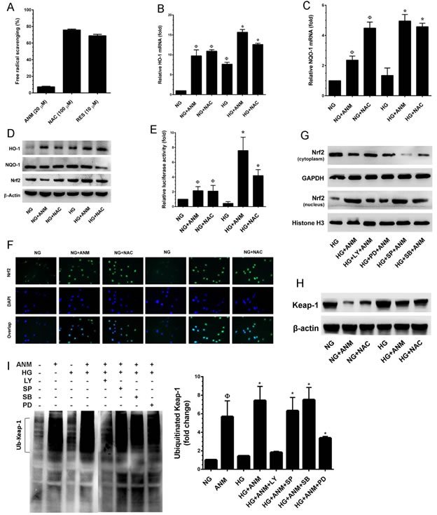 Antcin M activates Nrf2-dependent anti-oxidant defense in HNDFs.