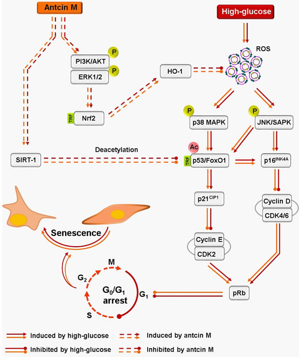 Schematic representation of antcin M-mediated protection against HG-accelarated stress-induced premature senescence in HNDFs and HUVECs.