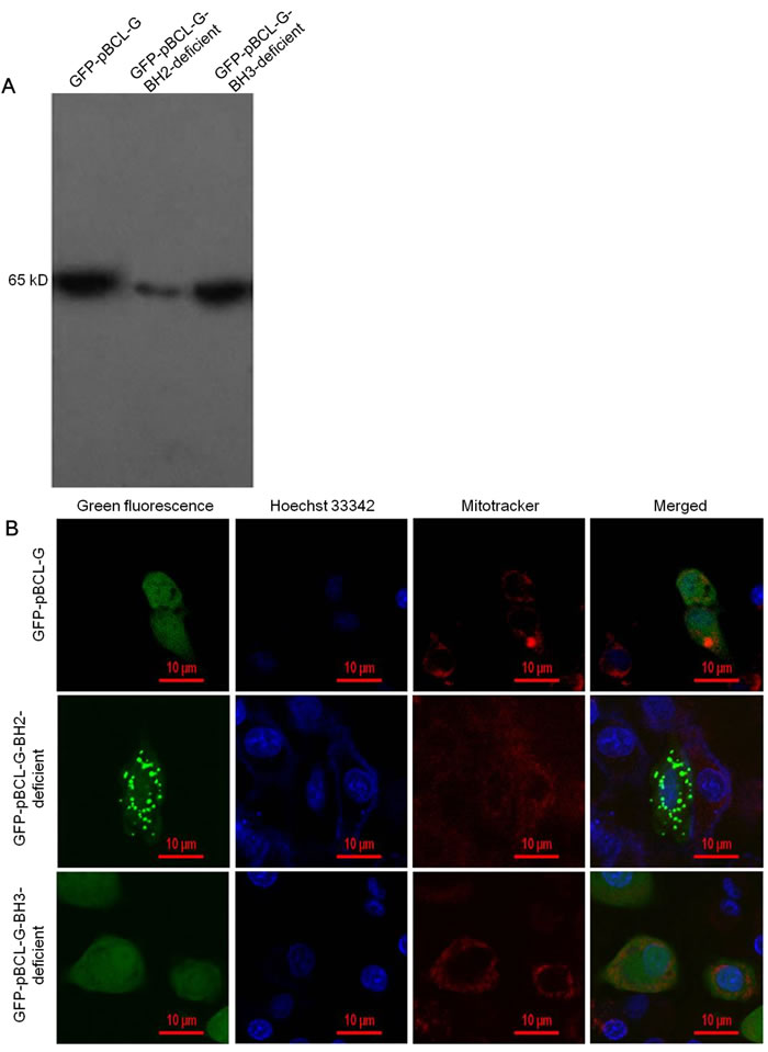 Detection of the expression and subcellular localization of GFP-fused complete and two mutant pBCL-G proteins.