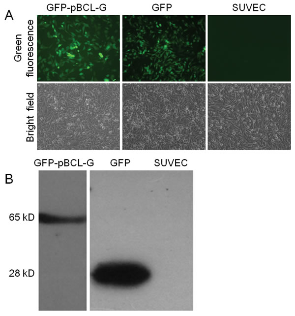 Validation of SUVEC cell clones stably expressing GFP-pBCL-G or GFP proteins.