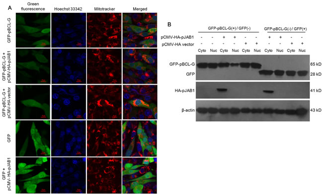 pJAB1 affects the subcellular localization of pBCL-G protein.