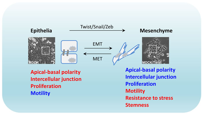 Plastic epithelial-to-mesenchymal transition.