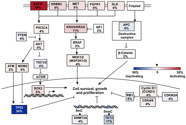 Pathways that were influenced by mutations in EGFR TKI resistant but T790M- patients.