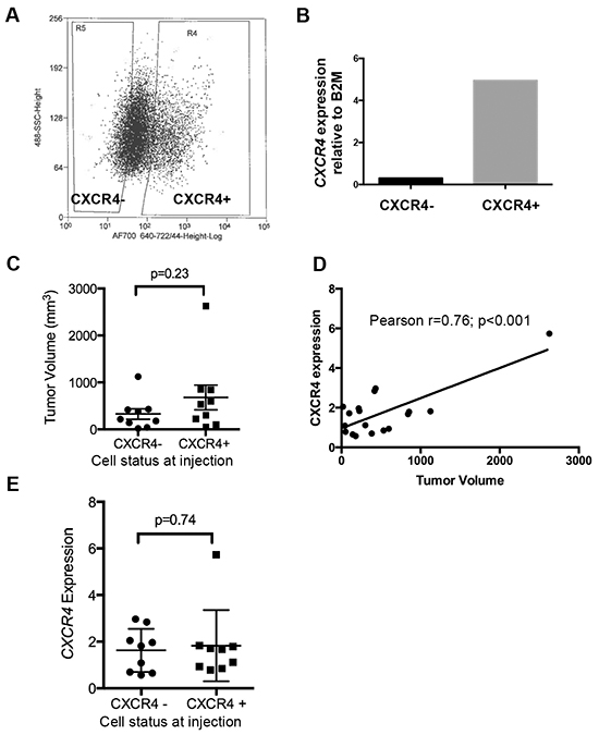 Ewing sarcoma cells transition between CXCR4 negative and positive states in vivo.