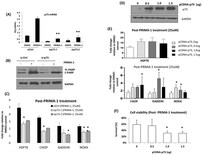 PRIMA-1-induced-p73 led to the enhancement of UPR.