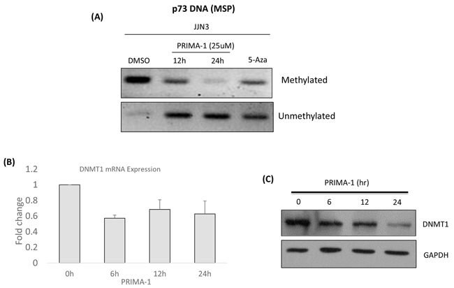 PRIMA-1-induced-p73 was associated with demethylation of TP73.