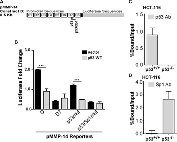 p53 and Sp1 bind competitively at the MMP-14 promoter.