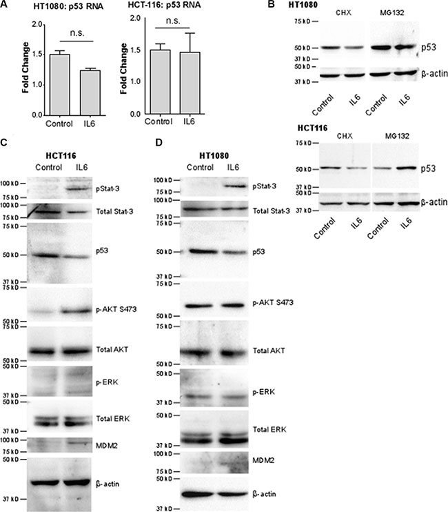 The decrease of p53 by IL-6 is due to increased rate of degradation by E3 ubiquitin ligase MDM2 via cell-specific signaling pathways.