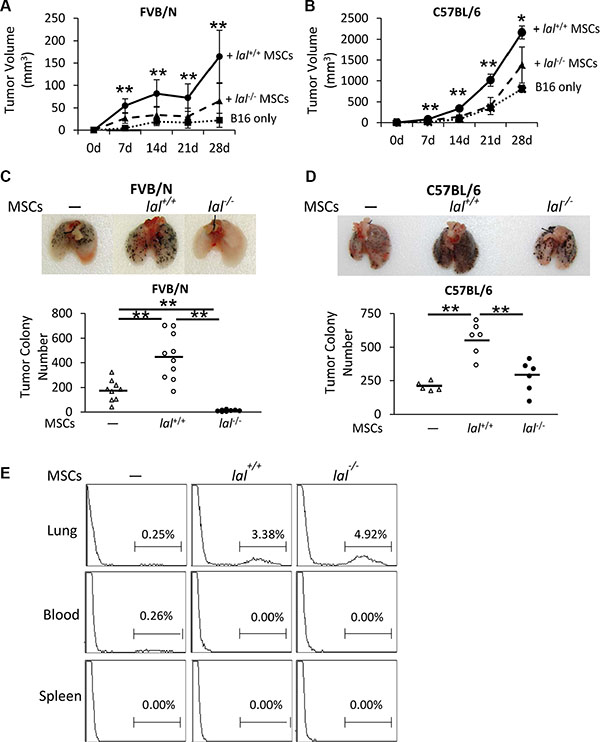 LAL is required for MSCs&#x2019; stimulation of tumor cell growth and metastasis.