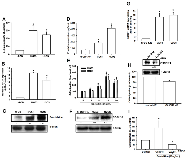 High fractalkine/CX3CL1 expression is correlated with tumor stage and cell migration ability.
