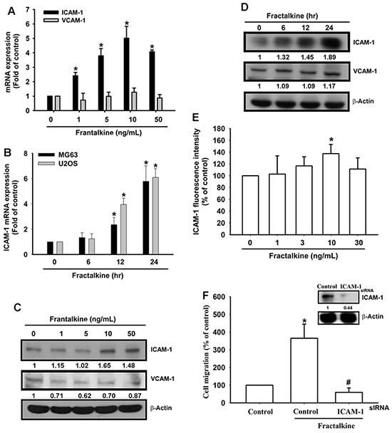 Fractalkine-induced cell migration is mediated by ICAM-1 expression in osteosarcoma.