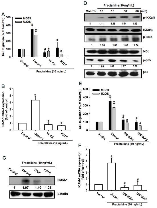 NF-&#x03BA;B mediates fractalkine-induced ICAM-1 expression and cell migration in human osteosarcoma.