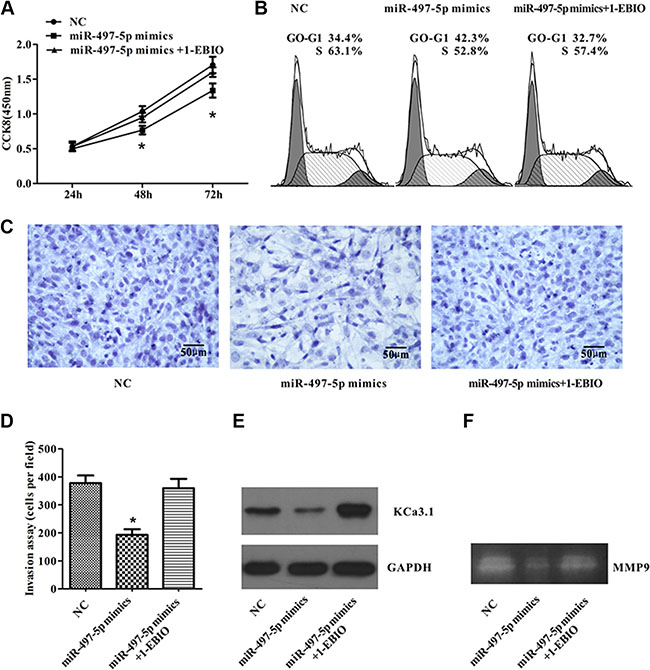miR-497-5p inhibited ISO-HAS cell proliferation and invasion by down-regulation of KCa3.1.