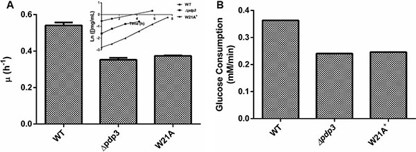 Pdp3 deficiency or W21A mutation shifts metabolism from fermentative to oxidative.