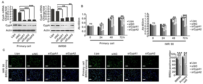 Loss of CypA inhibits fibroblast cell proliferation.