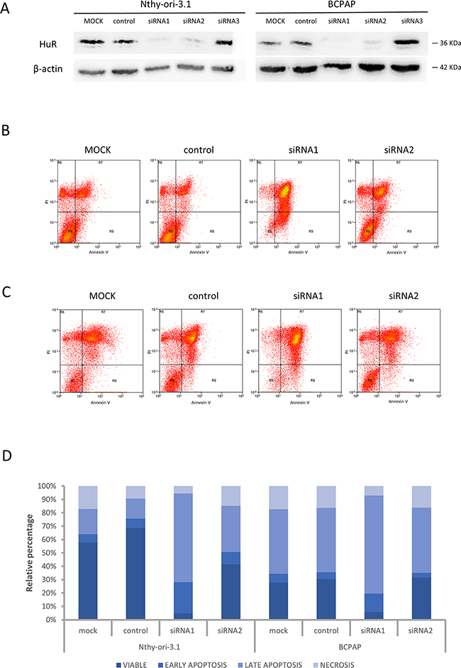 HuR silencing effects on cell viability.