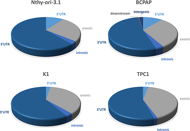 Localization of HuR-RNAs interaction region.