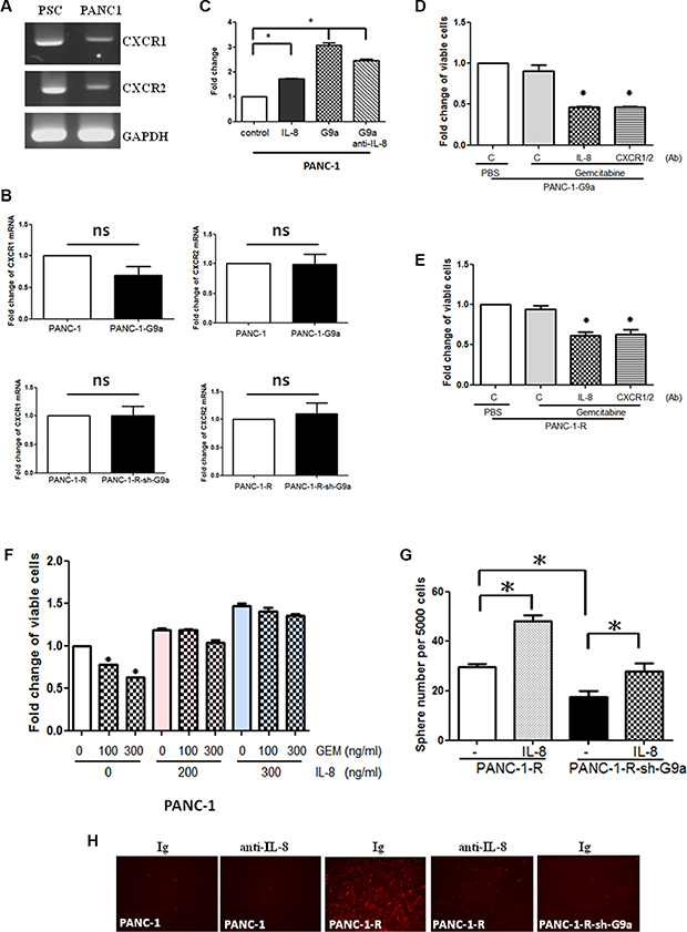 G9a-induced IL-8 increased GEM resistance and trans-endothelial invasion.