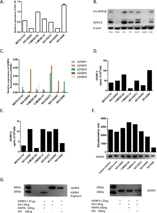 Characterization of major IGF components expression in MPM cell lines.