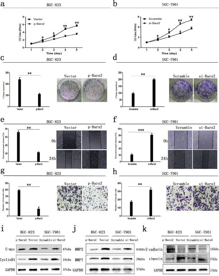 In vitro GC cancer cell functional assays.