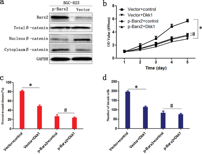 Barx2 inhibits the proliferation, migration, and invasion of GC cells by negatively regulating the Wnt/&#x03B2;-catenin signaling pathway.