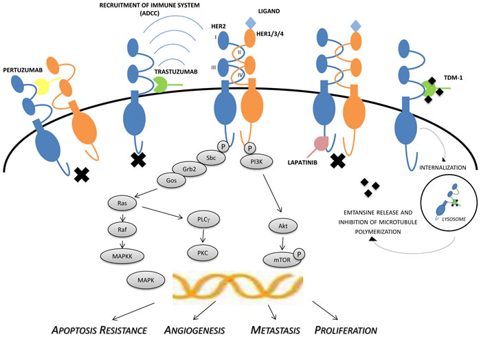 Mechanisms of actions of HER-2 inhibitors.