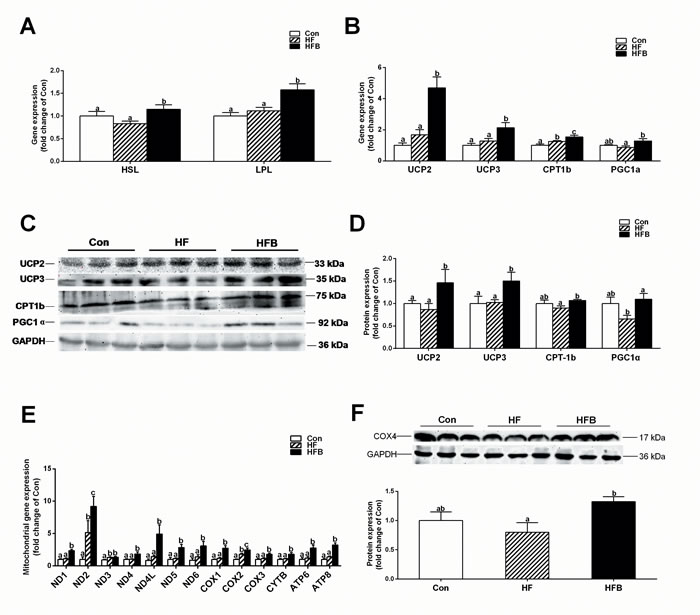 Sodium butyrate improves mitochondrial function and fatty acid &#x3b2;-oxidation.