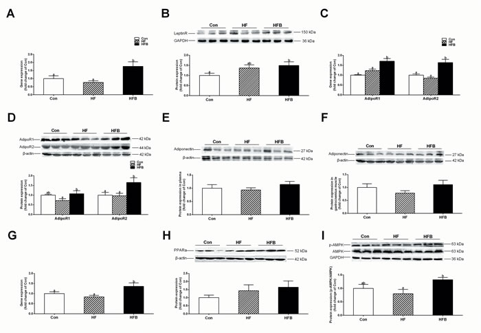 Sodium butyrate activates adiponectin signal pathway in gastrocnemius muscle.