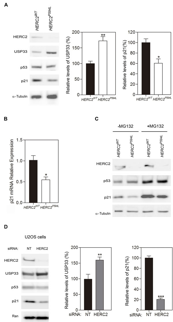 A homozygous mutation in human