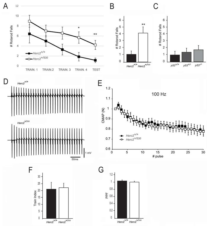 Impaired motor coordination in