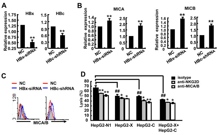 HBx and HBc reduce the susceptibility of HepG2 cells to NK lysis.