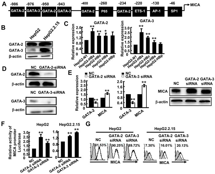 GATA-2 and GATA-3 suppress MICA expression.