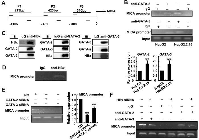 GATA-2 and GATA-3 inhibit MICA transcription, while HBx contributes this effect.