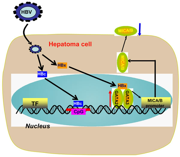 Working model for HBV suppression of MICA/B expression on hepatoma cells.