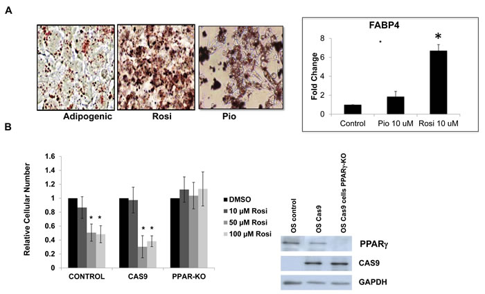 TZD treatment induces adipogenesis in osteosarcoma cells in part through PPAR&#x3b3; activation.