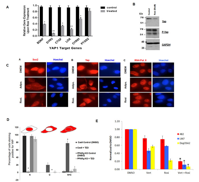 Rosiglitazone decreases YAP nuclear localization and YAP-dependent transcription in osteosarcoma cells.