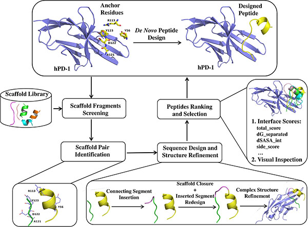 Schematic representation of workflow for de novo peptide design.