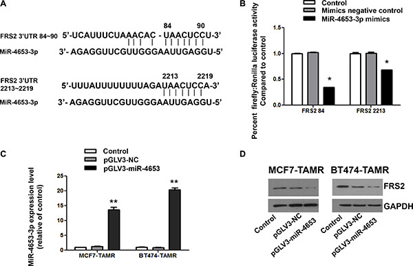 MiR-4653-3p downregulated FRS2 expression by binding to two complimentary sites on 3&#x2032;UTR of FRS2 mRNA.