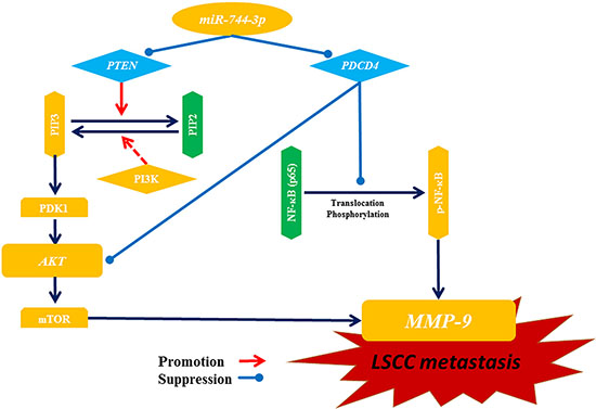 Illustration of potential pathways for miR-744-3p mediating metastasis in LSCC.