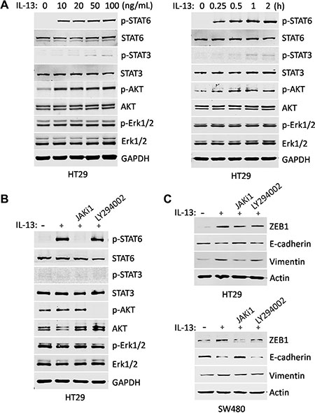 IL-13-induced EMT changes are mediated by JAK/STAT6 activation.