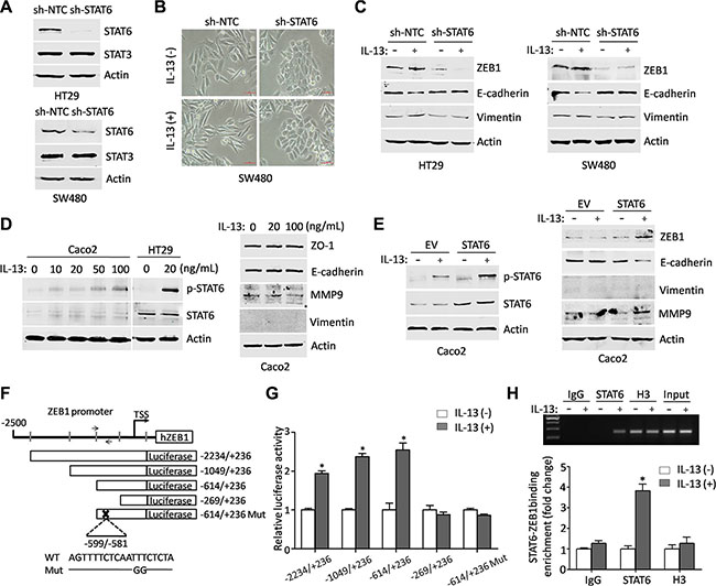 ZEB1 is transcriptionally regulated by STAT6 in response to IL-13 stimulation.