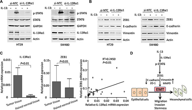 IL-13R&#x03B1;1/STAT6/ZEB1 signaling is important in EMT triggered by IL-13.